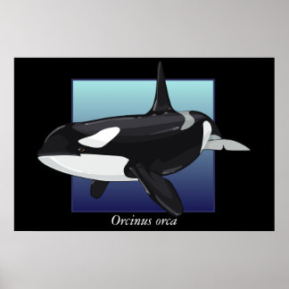 Poster da Baleia Assassina