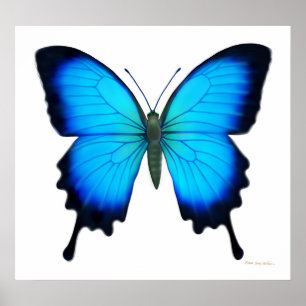 Poster da borboleta de Papilio Ulysses