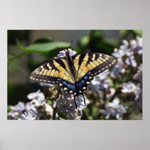Poster da borboleta de Swallowtail do tigre