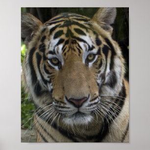 Poster da cara do tigre