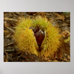 Poster da castanha