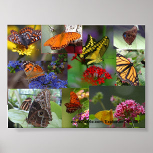Poster da colagem da borboleta