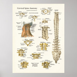 Poster da coluna cervical e da anatomia das vérteb