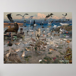 Poster da costa do Pacífico