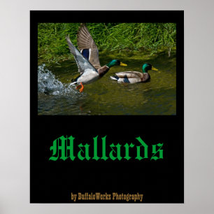 Poster da decolagem do pato selvagem