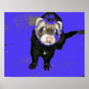 Poster da doninha do doce do mirtilo