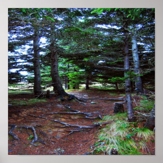 Poster da Escada da Natureza