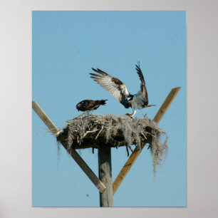 Poster da família de aves Osprey