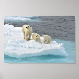 Poster da família do urso polar