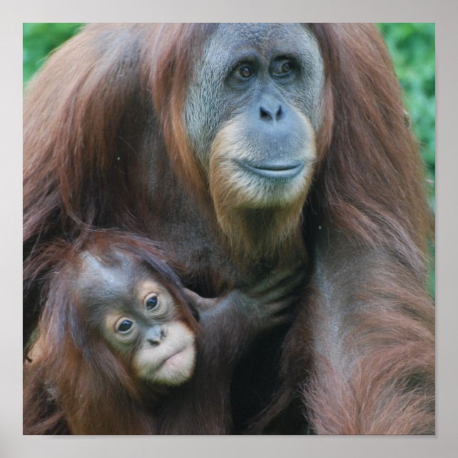 Poster da Família Orangutan (Frente)