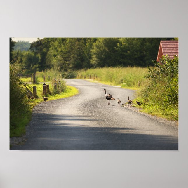 Poster da Família Wild Turkey (Frente)