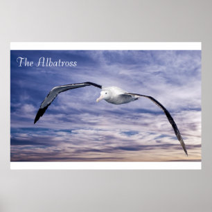 Poster da fauna selvagem