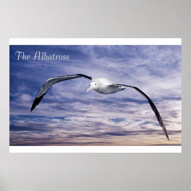 Poster da fauna selvagem (Frente)