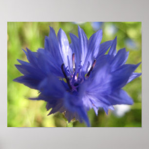 Poster da flor