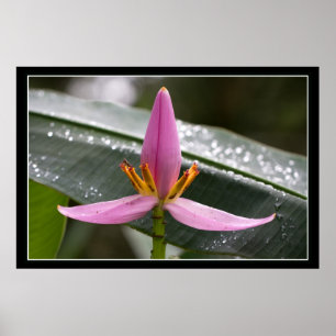 Poster da flor da banana