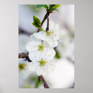Poster da flor de cerejeira/impressão das canvas
