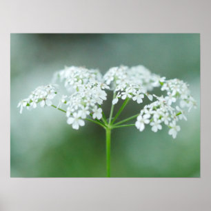 Poster da Flor de Cow Parsley