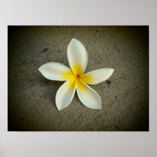 Poster da flor de Havaí do Plumeria