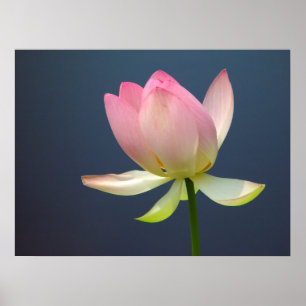 Poster da flor de Lotus