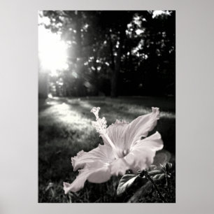 Poster da flor do hibiscus de B&W