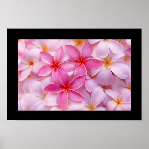 Poster da flor do Plumeria