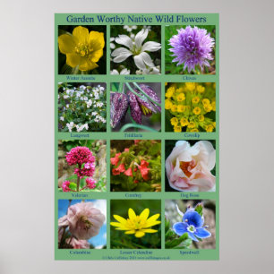 Poster da flor selvagem