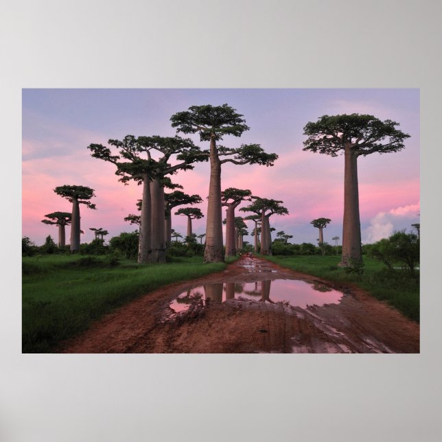 Poster da Floresta Baobab GrCandidate (Frente)