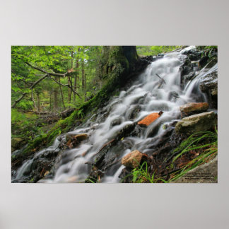 Poster da Floresta de Raízes Silas