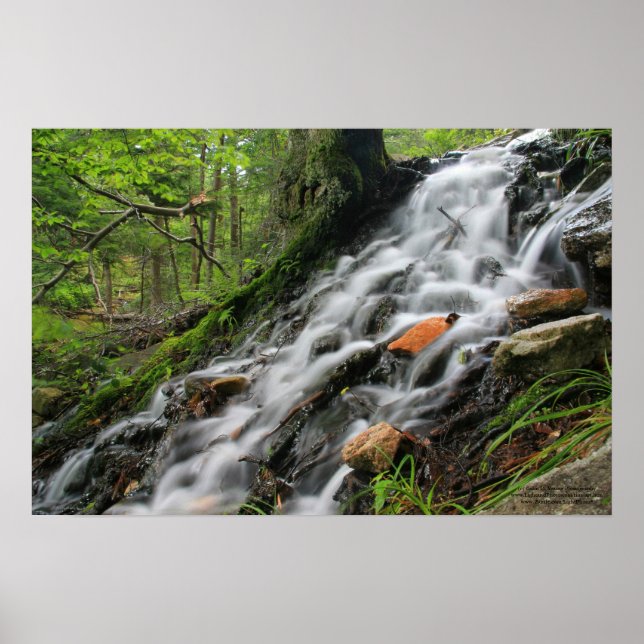 Poster da Floresta de Raízes Silas (Frente)