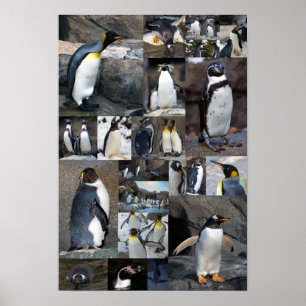 Poster da foto da colagem dos pinguins do jardim