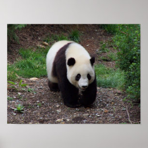 Poster da foto da panda gigante