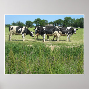 Poster da foto das vacas