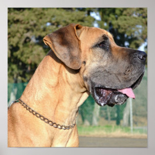 Poster da foto de great dane