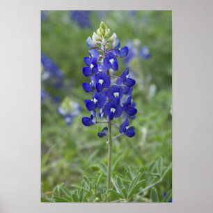 Poster da foto do Wildflower do Bluebonnet de