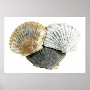 Poster da fotografia das belas artes dos Seashells