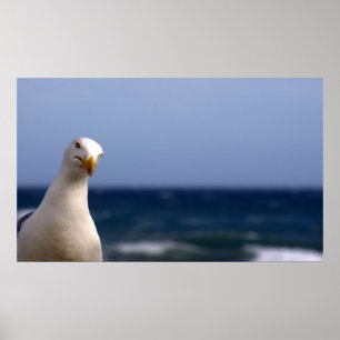 Poster da gaivota
