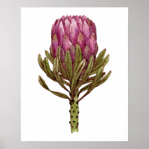 Poster da ilustração da planta da flor do Protea