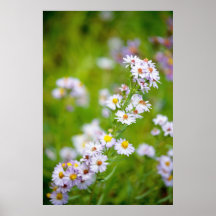 Poster da Linha de Beleza