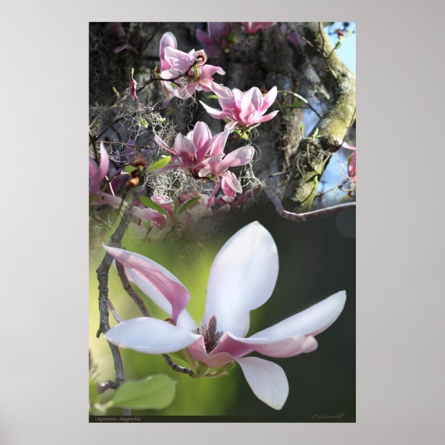 Poster da Magnolia 2 japonesa - 40x60 - ou menor (Frente)