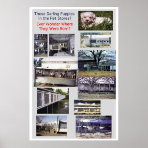 Poster da miséria da raça dos moinhos do filhote