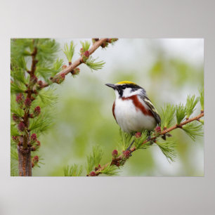 Poster da Muralha da Natureza do Pássaro Chickadee