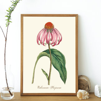 Poster da Natureza do Coneflower Roxo