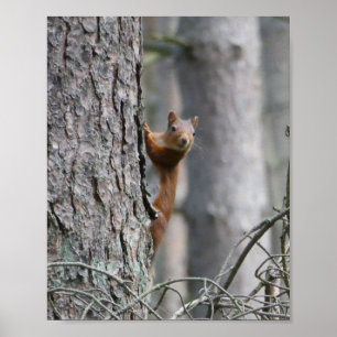 Poster da natureza do esquilo vermelho