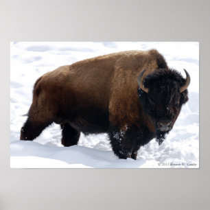 Poster da neve do bisonte