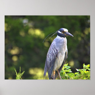 Poster da Noite-Heron, coroada amarela
