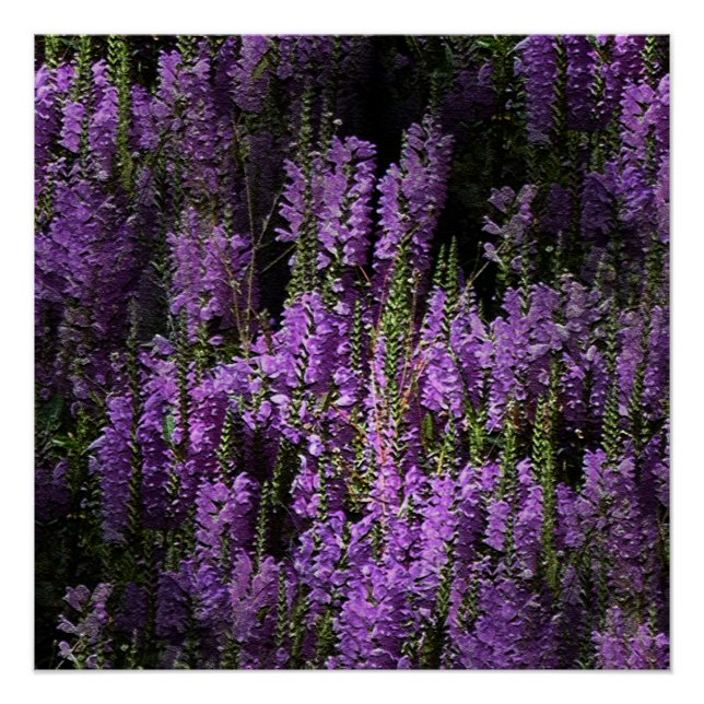 Pôster Da noite para a manhã... (Frente)