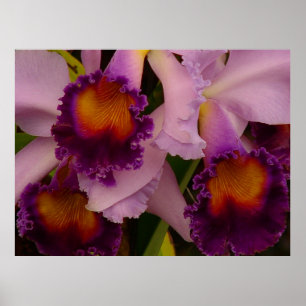 Poster da Orquídea Híbrida Cattleya