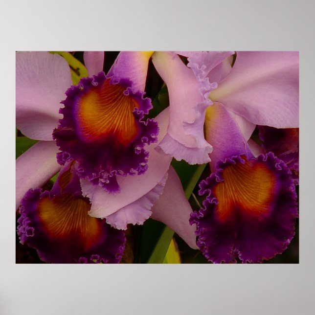 Poster da Orquídea Híbrida Cattleya (Frente)