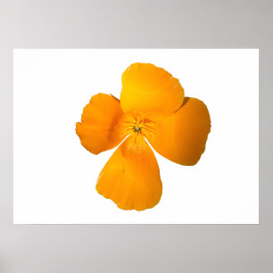 Poster da papoila de Califórnia