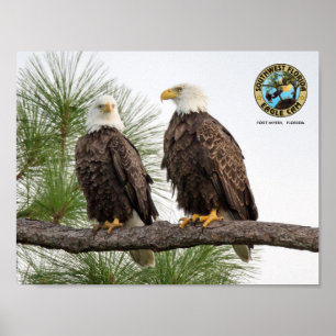 Poster da parede da came de SWFL Eagle
